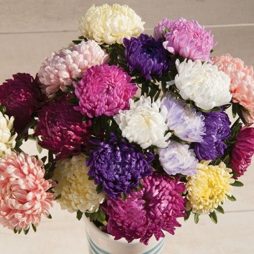 Hạt giống hoa cúc đại đóa mix