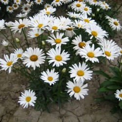 Hạt giống hoa cúc họa mi