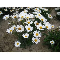 Hạt giống hoa cúc họa mi Hạt giống hoa cúc họa mi