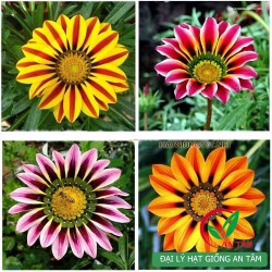 Hạt giống hoa cúc huân chương