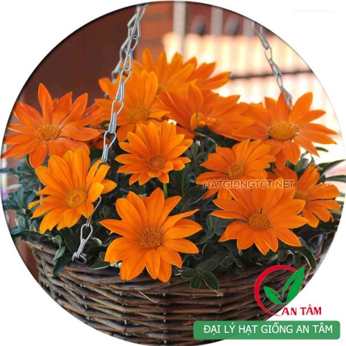 Hạt giống hoa cúc huân chương