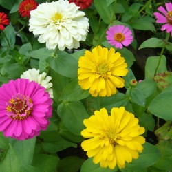 Hạt giống hoa cúc lá nhám