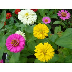 Hạt giống hoa cúc lá nhám Hạt giống hoa cúc lá nhám