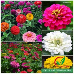 Hạt giống hoa cúc lá nhám Hạt giống hoa cúc lá nhám