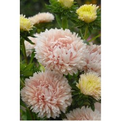 Hạt giống hoa cúc magic