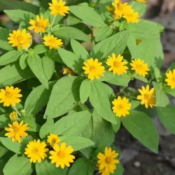 Hạt giống hoa cúc mặt trời