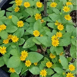 Hạt giống hoa cúc mặt trời