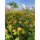 Hạt giống hoa cúc mặt trời
