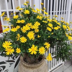 Hạt giống hoa cúc thân gỗ