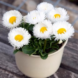 Hạt giống hoa cúc trắng