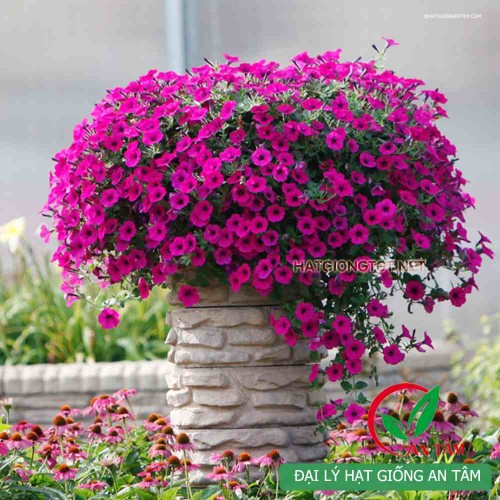Hạt giống hoa dạ yến thảo