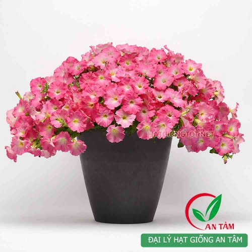Hạt giống hoa dạ yến thảo