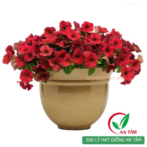 Hạt giống hoa dạ yến thảo