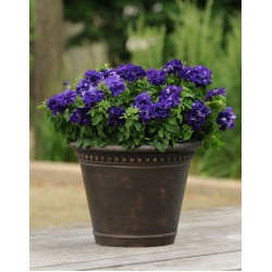 Hạt giống hoa dạ yến thảo kép f1 