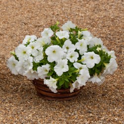 Hạt giống hoa dạ yến thảo rủ F1 nhập khẩu mix màu