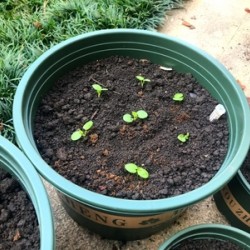 Hạt giống hoa dạ yến thảo rủ F1 nhập khẩu mix màu