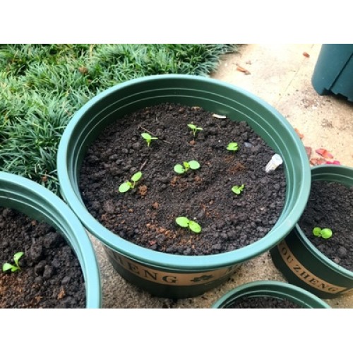 Hạt giống hoa dạ yến thảo rủ F1 nhập khẩu mix màu