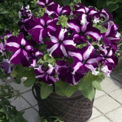 Hạt giống hoa dạ yến thảo sọc