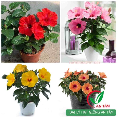 Hạt giống hoa dâm bụt lùn F1