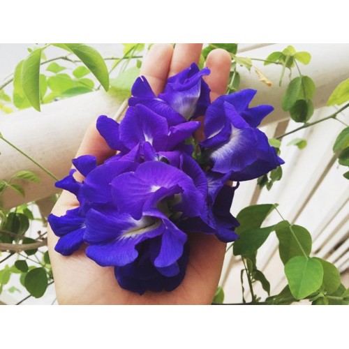Hạt giống hoa đậu biếc