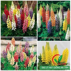 Hạt giống hoa đậu LuPin Mix