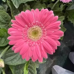 Hạt giống hoa đồng tiền mix màu