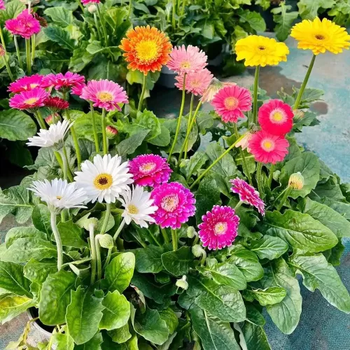 Hạt giống hoa đồng tiền