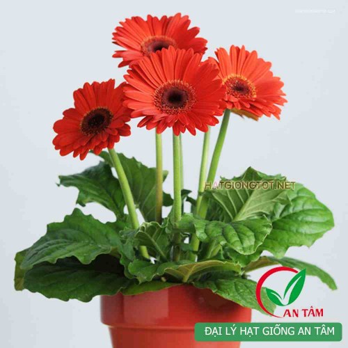 Hạt giống hoa đồng tiền lùn