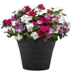 Hạt giống hoa dừa cạn đứng lùn mix màu