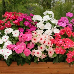 Hạt giống hoa dừa cạn đứng lùn mix màu