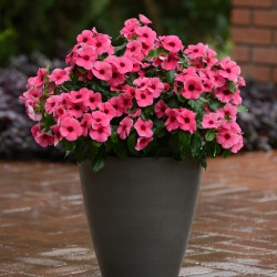 Hạt giống hoa dừa cạn đứng lùn mix màu