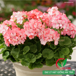 Hạt giống hoa hoàng anh mix Hạt giống hoa hoàng anh mix