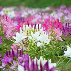 Hạt giống hoa túy điệp(hồng ri)