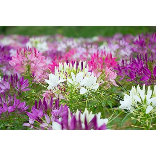 Hạt giống hoa túy điệp(hồng ri)