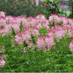 Hạt giống hoa túy điệp(hồng ri)