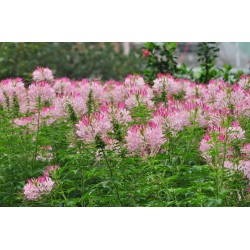 Hạt giống hoa túy điệp(hồng ri) Hạt giống hoa túy điệp(hồng ri)