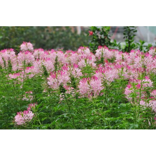 Hạt giống hoa túy điệp(hồng ri)