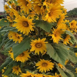 Hạt giống hoa hướng dương tháp