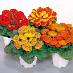 Hạt giống hoa huyền sâm