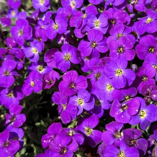 Hạt giống hoa leo đá tím