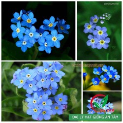 Hạt giống hoa lưu ly