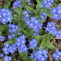 Hạt giống hoa lưu ly