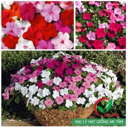 Hạt giống hoa mai địa thảo Hạt giống hoa mai địa thảo