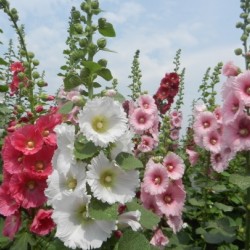 Hạt giống hoa mãn đình hồng