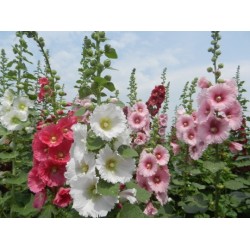 Hạt giống hoa mãn đình hồng Hạt giống hoa mãn đình hồng