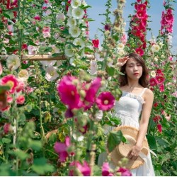 Hạt giống hoa mãn đình hồng