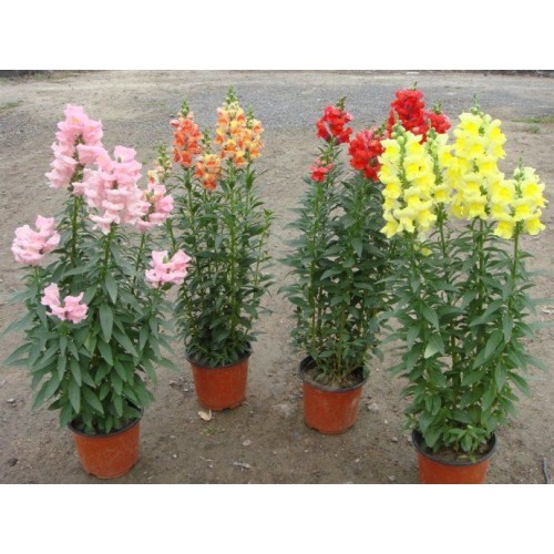 Hạt giống hoa mõm sói snapdragon