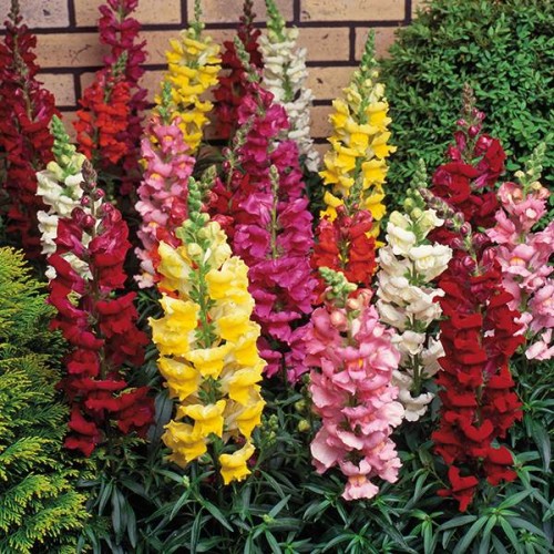 Hạt giống hoa mõm sói snapdragon