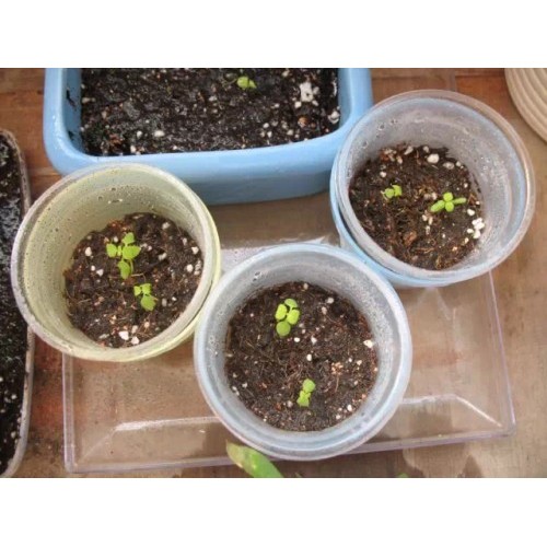 Hạt giống hoa mõm sói snapdragon