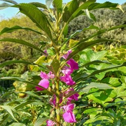 Hạt giống hoa móng tay nhiều màu